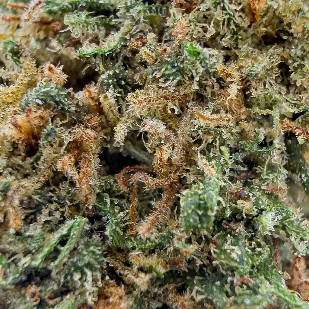 Fleurs brutes de CBD Indoor Northwest, 15% CBD, marque Herbe à Chat CBD, vue rapprochée des fleurs séchées.