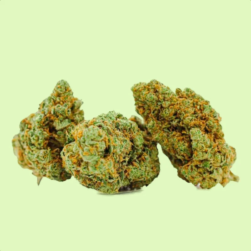 Fleurs brut Pornstar OG de Herbe à Chat CBD, indoor hydroponique, riche en 50% CBC, vue des fleurs de cannabis.