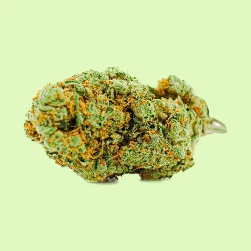 Fleurs brutes Pornstar OG de Herbe à Chat CBD, indoor hydroponique, 50% CBC, close-up de la plante.