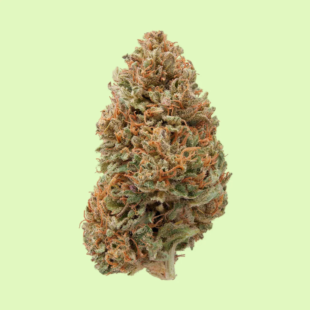 Fleurs de cannabis brut Sour Chem de Herbe à Chat CBD, indoor hydroponique, 15% de CBD, aspect naturel et dense.