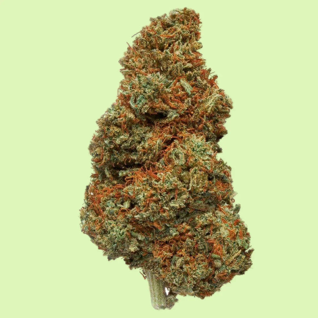 Fleurs brut Strawberry Cake CBD indoor hydroponique de Herbe à Chat CBD, 16% CBD, aspect frais et vert.