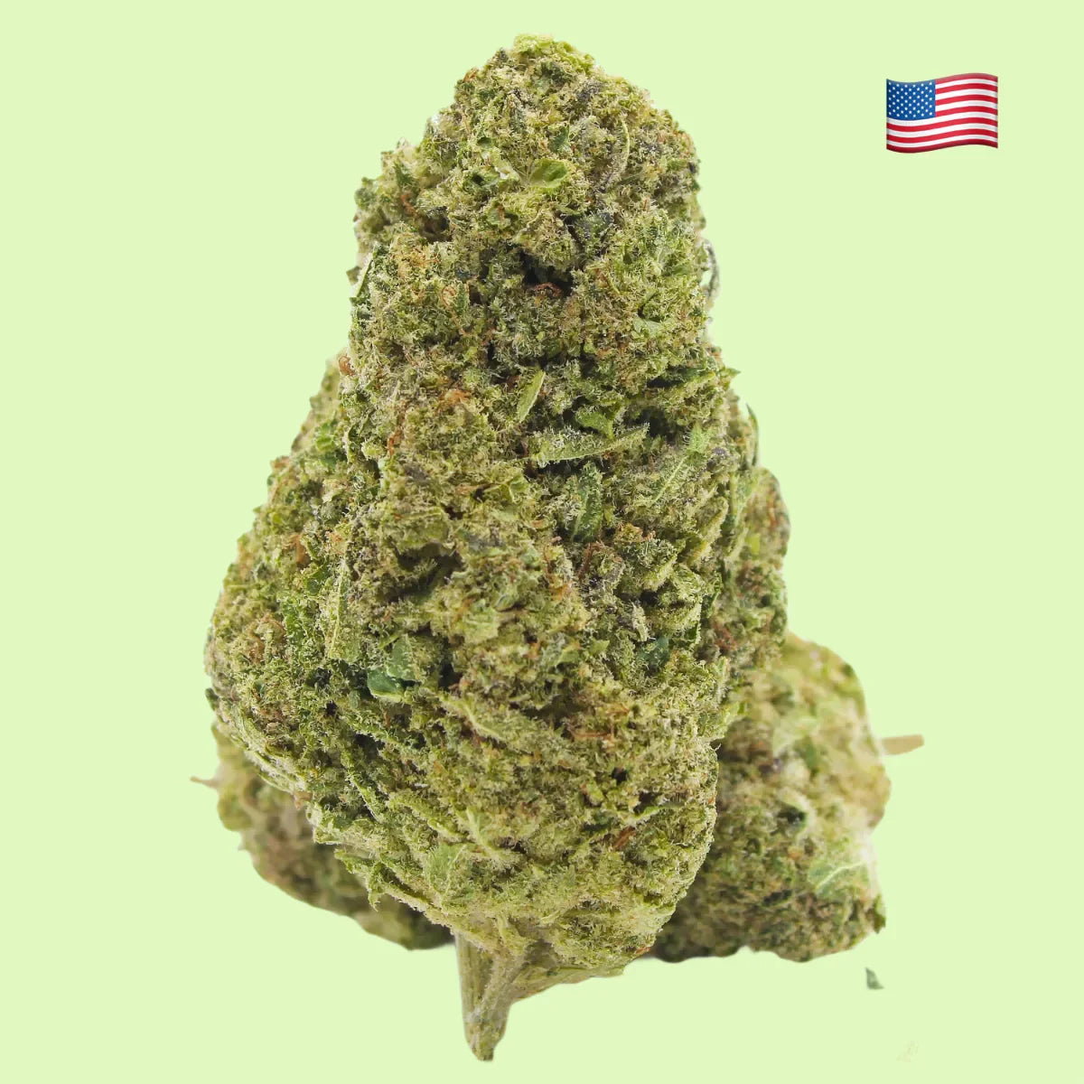 Fleurs de CBD brut Zoap Indoor de Herbe à chat CBD, culture hydroponique intérieure, 17% CBD, image en gros plan.