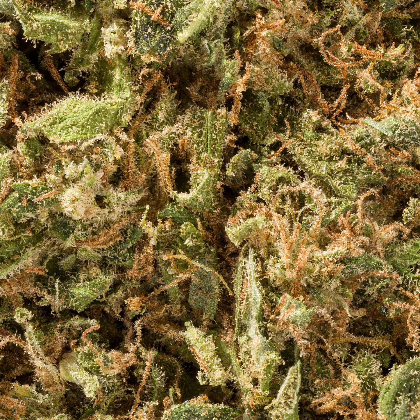 Honey Cheese | Glass-House | 12% CBD